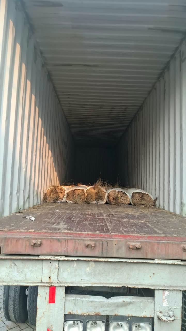 Palm Broom Export Preparation